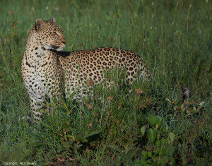 leopard in grass from tanzania photo safari