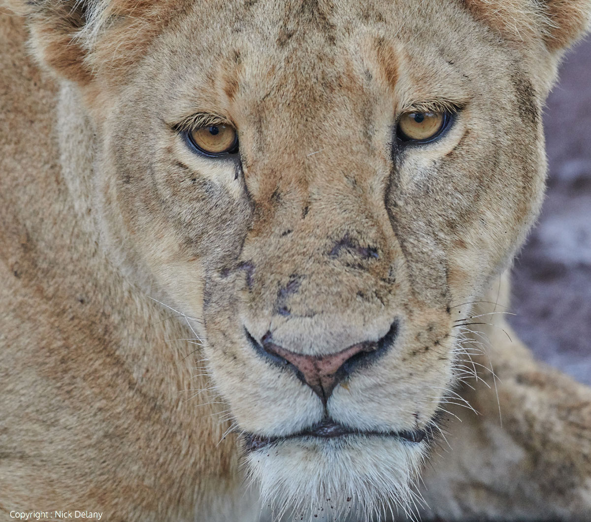 closeup of lion from tanzania photo safari
