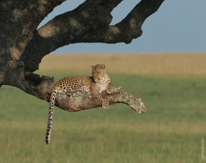 leopard in tree from tanzania photo safari