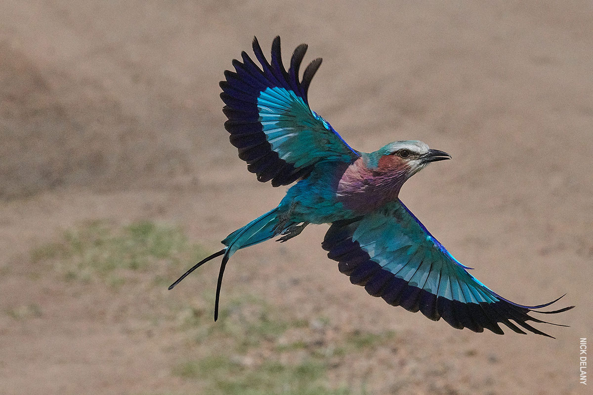 lilac breasted roller in flight from thomson photo safaris