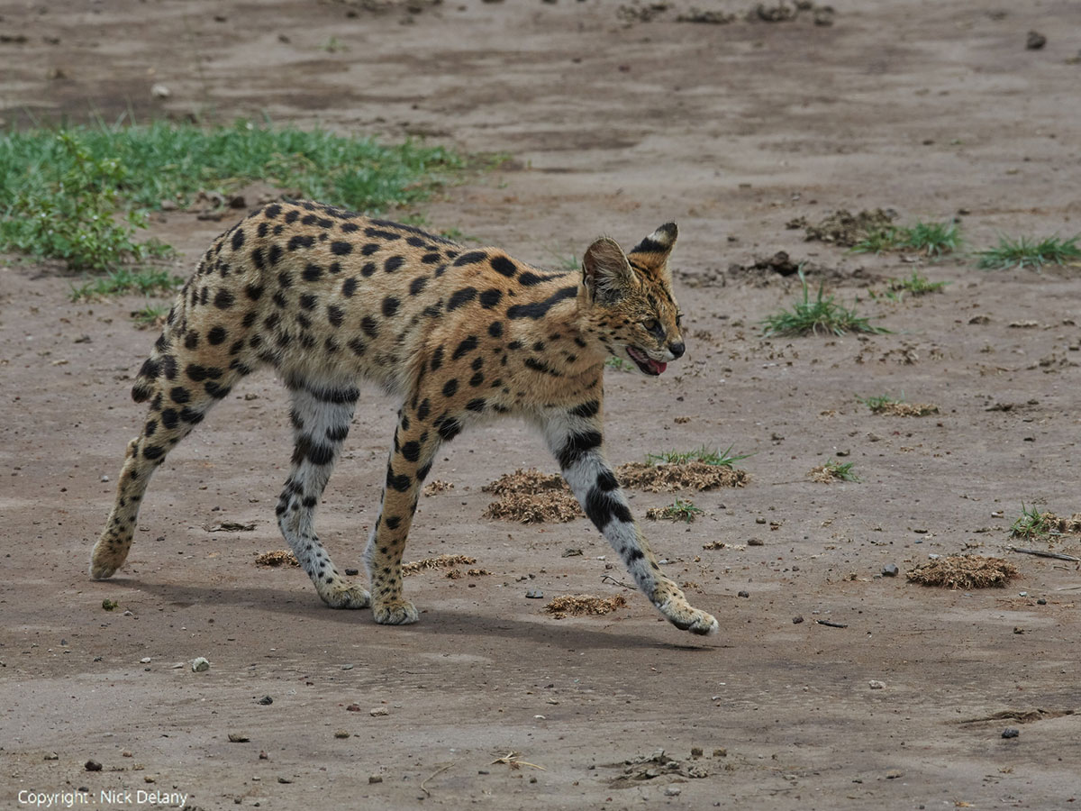 serval cat from tanzania photo safari