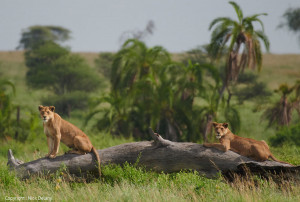 two lions in serengeti tanzania