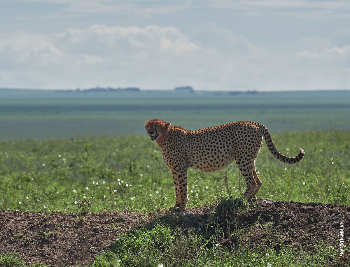cheetah with full belly from tanzania photo safari
