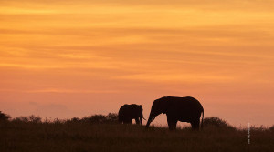 elephants at sunset in serengeti tanzania