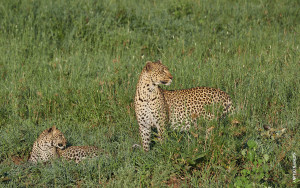 leopard and cub from tanzania photo safari