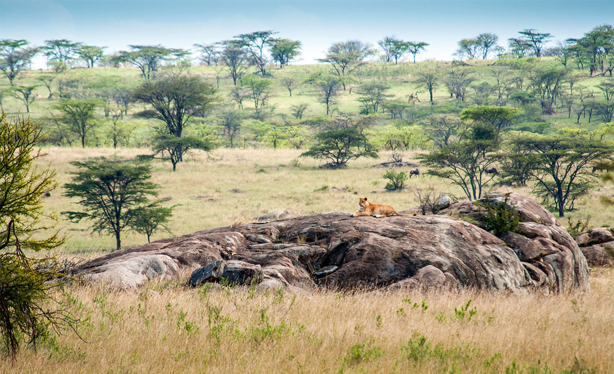 lion on kopje in serengeti