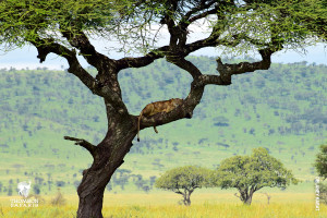 lion in acacia tree tanzania