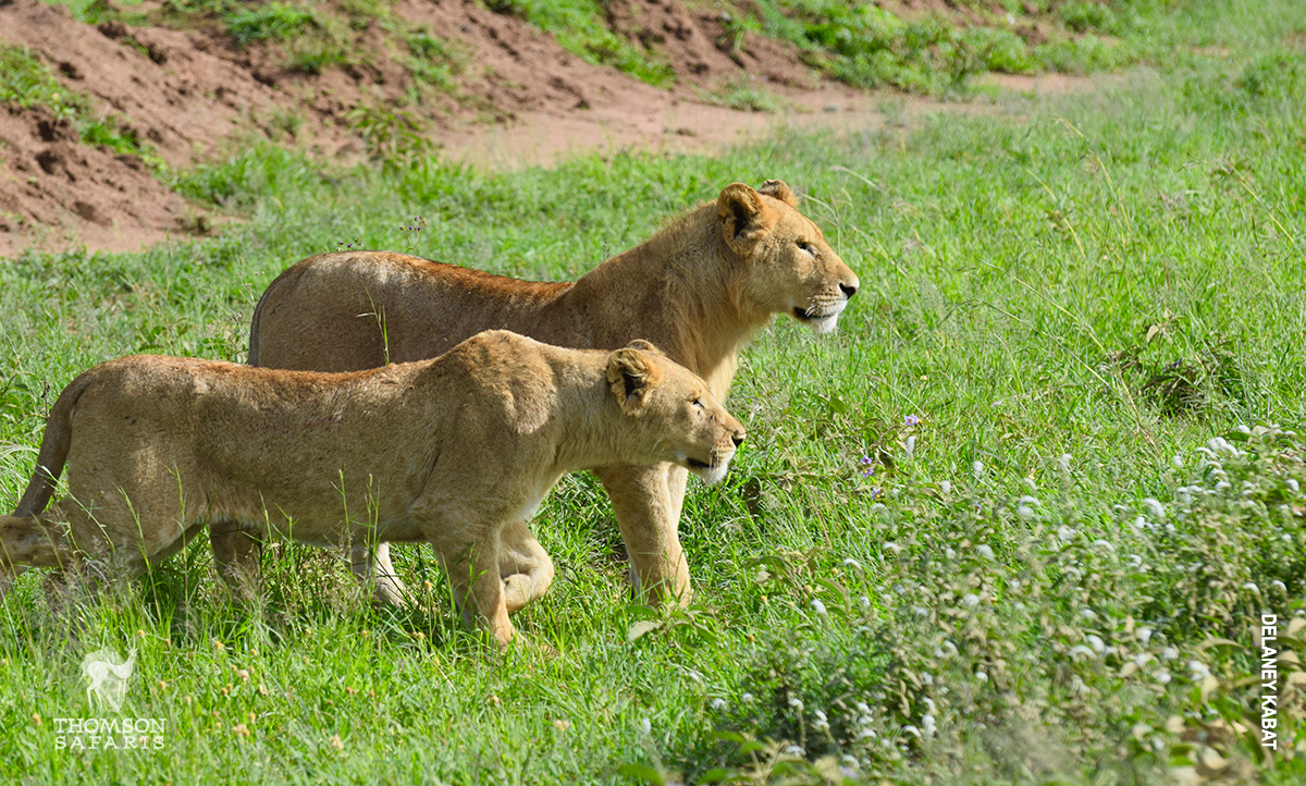 lions in serengeti