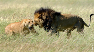 lions mating in serengeti tanzania