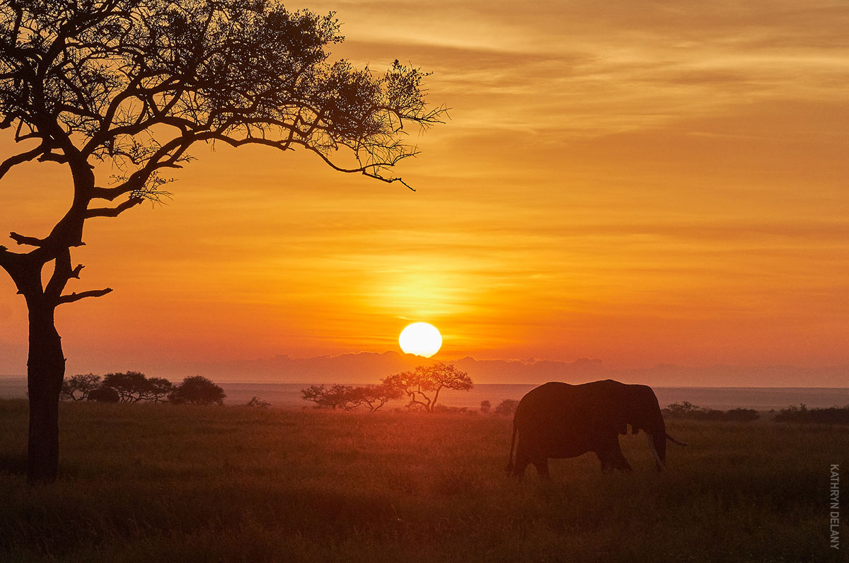 elephant at sunset from tanzania photo safari