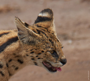 closeup of serval cat from tanzania photo safari