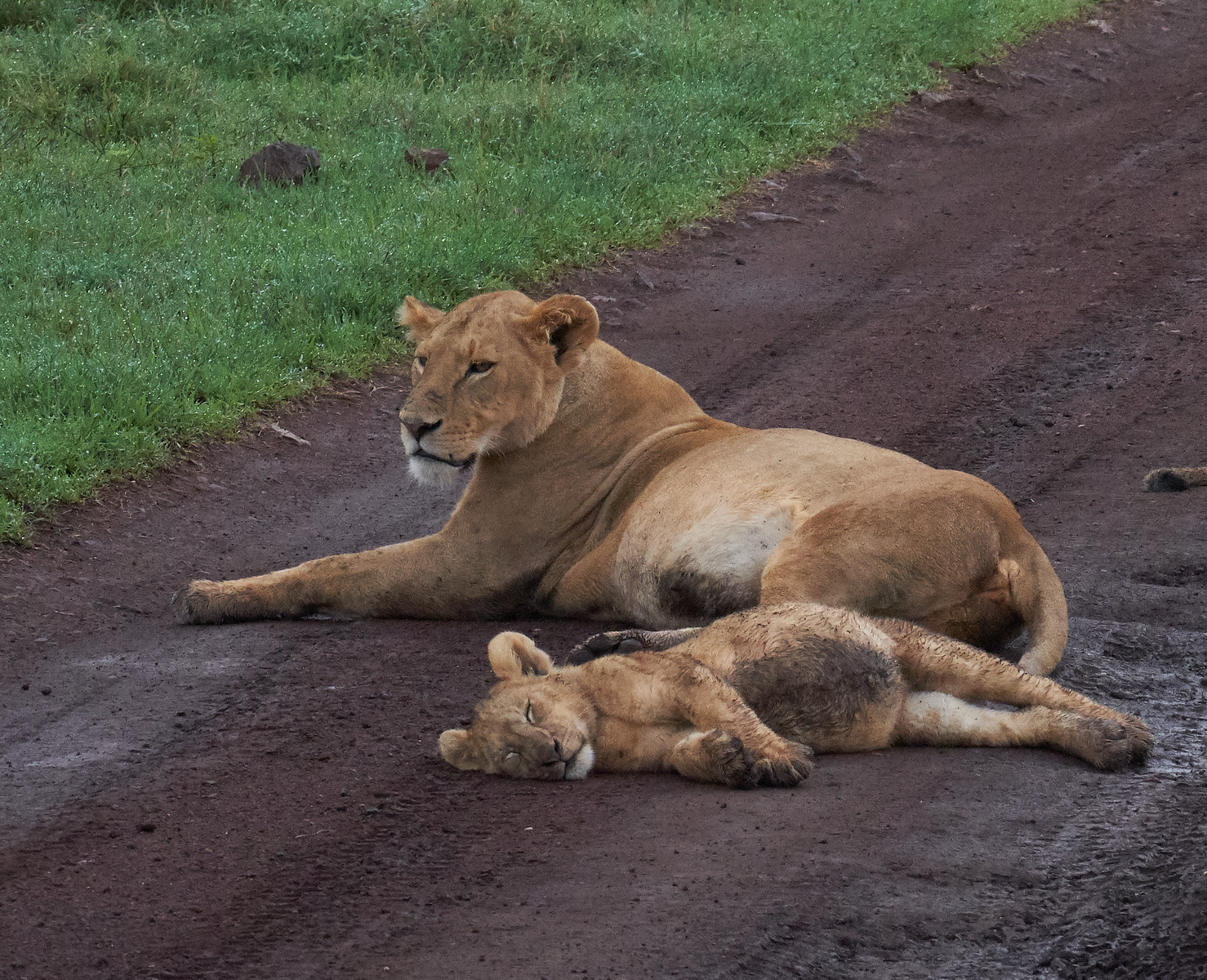 lion and cub in ngorongoro crater from tanzania photo safari