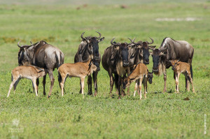 calving season serengeti
