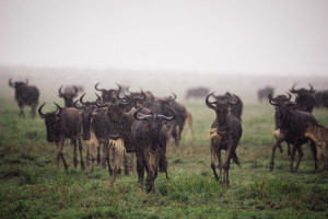 wildebeest in rain