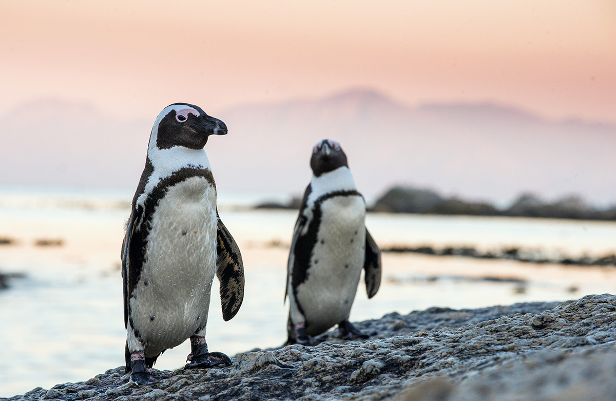 penguins on boulder beach south africa