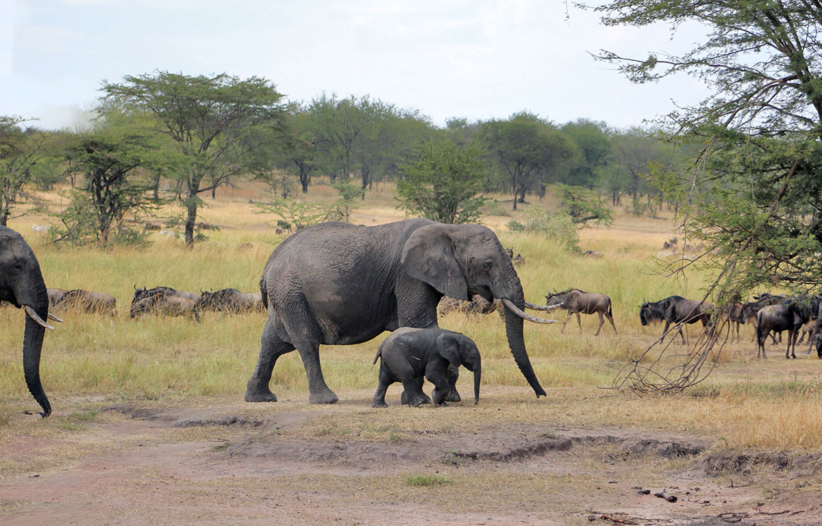 elephants and wildebeests in serengeti national park tanzania
