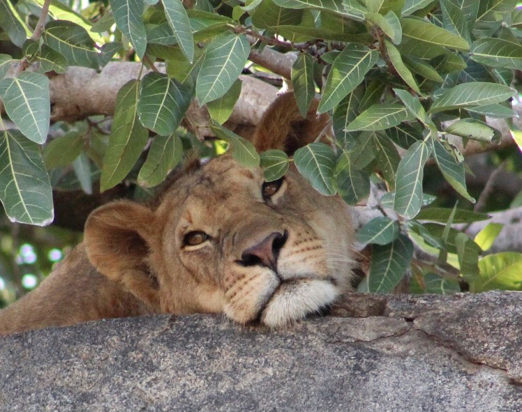 lioness in serengeti