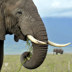bull elephant in ngorongoro crater tanzania