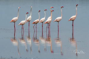 flamingos with reflection lake manyara tanzania