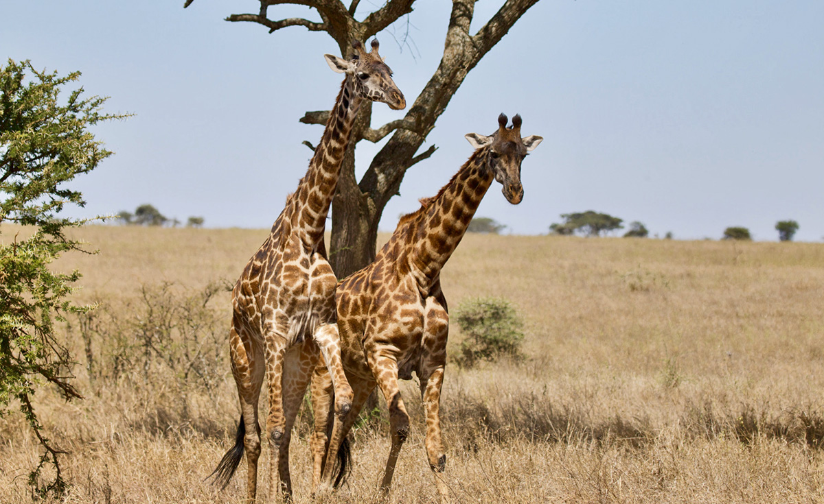 giraffe in serengeti tanzania