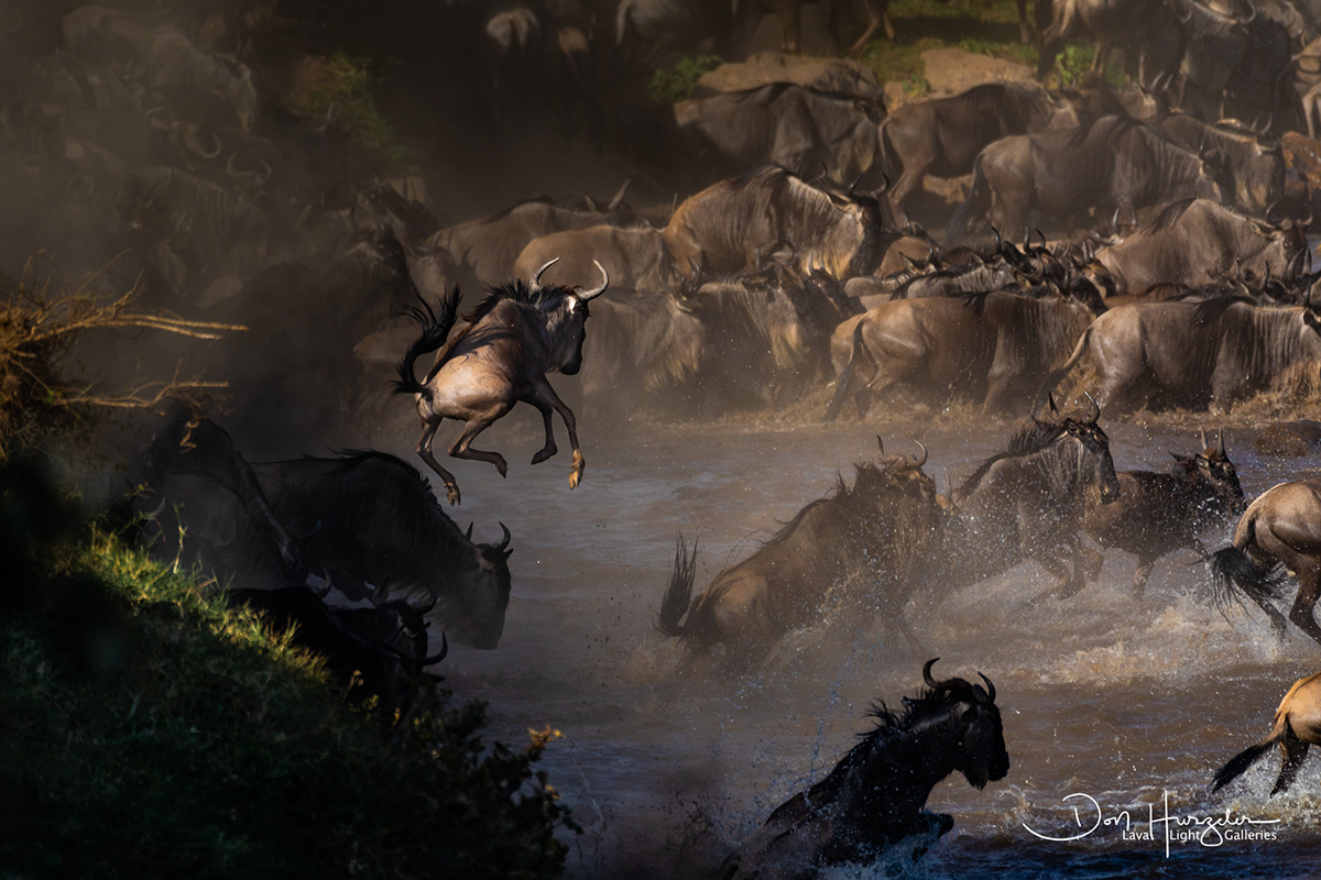 wildebeest jumps into mara river tanzania