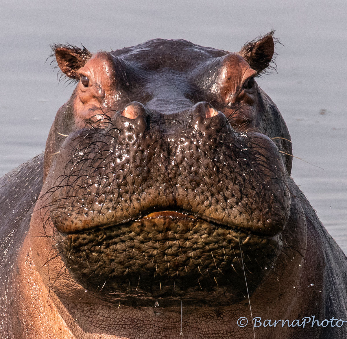hippo in serengeti tanzania