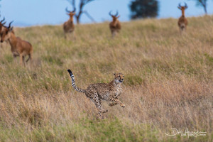 cheetah chases hartebeests in tanzania