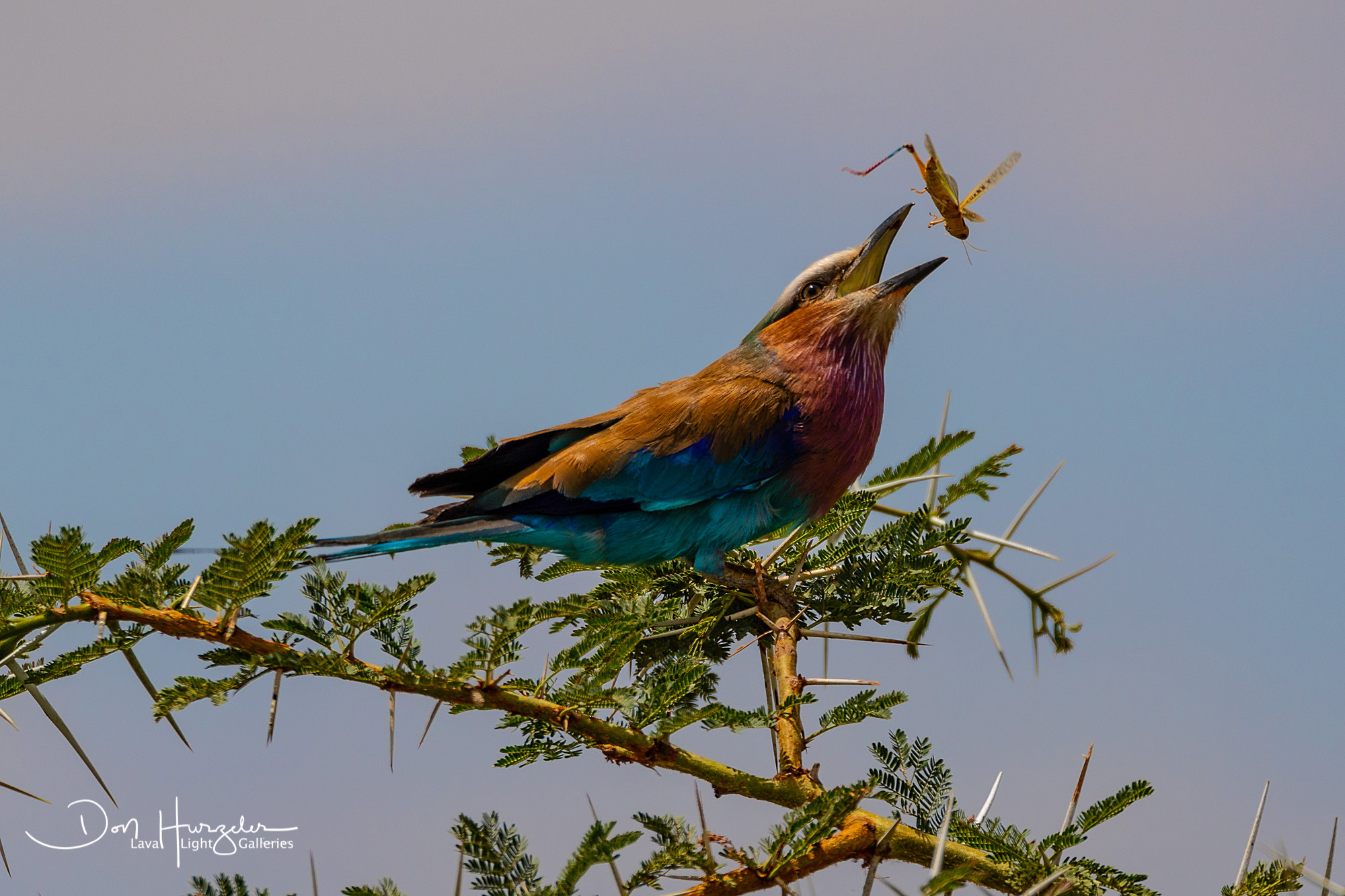 lilac breasted roller catching prey