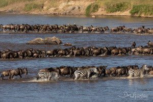 lines of herds cross the mara river