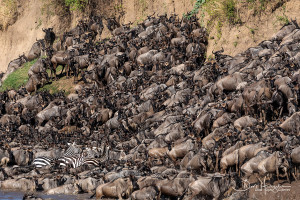 wildebeest herd crossing mara river