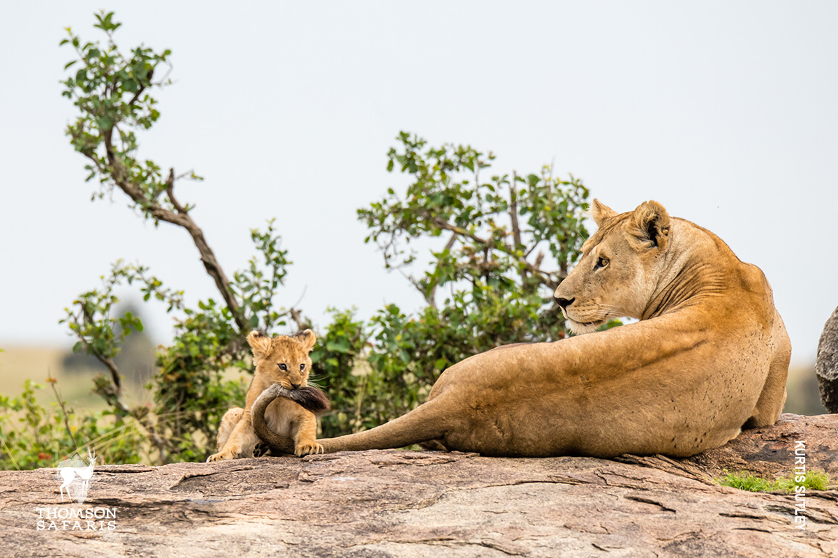 playful lion cub in serengeti tanzania
