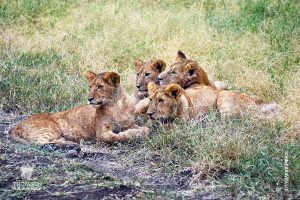 lion cubs wait from mother in serengeti
