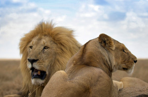 serengeti lions photo on thomson safari