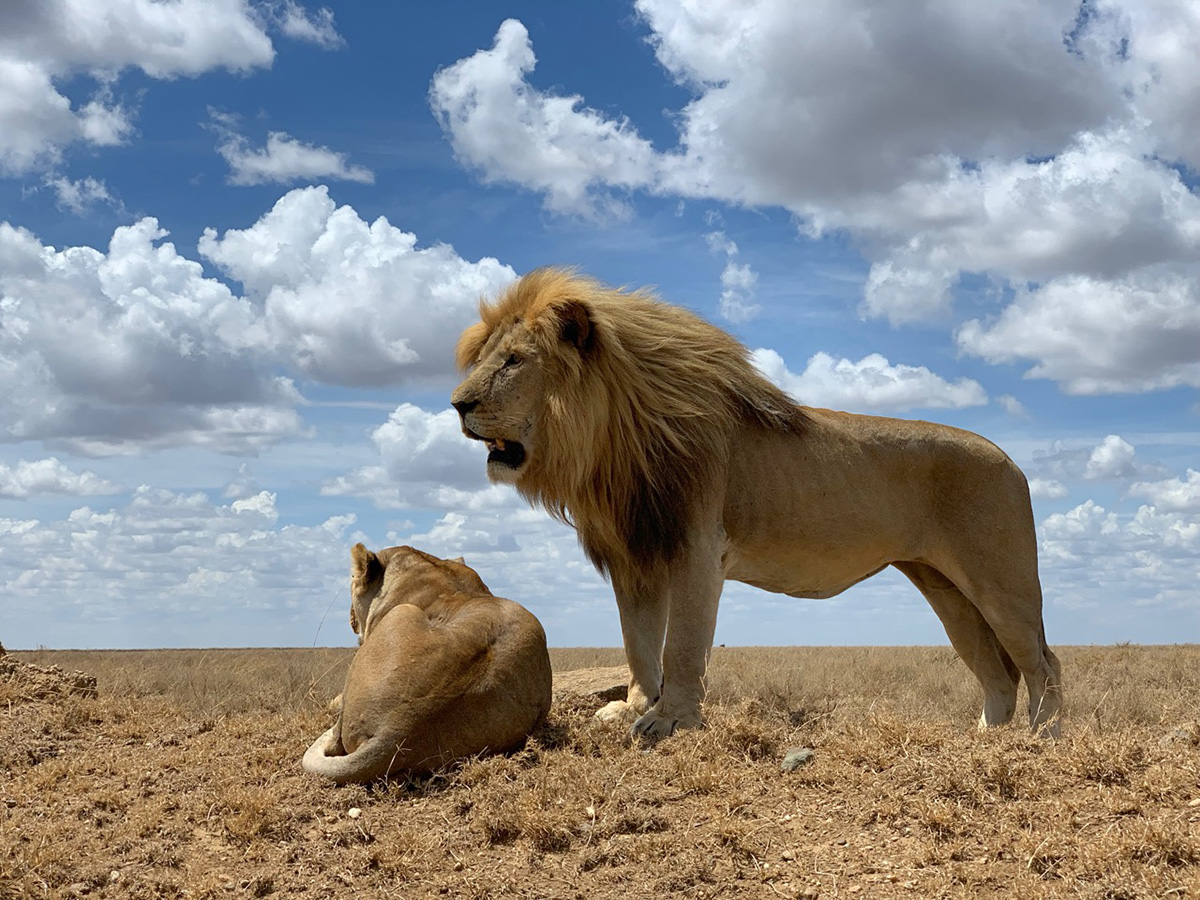 lions close to tourist in serengeti