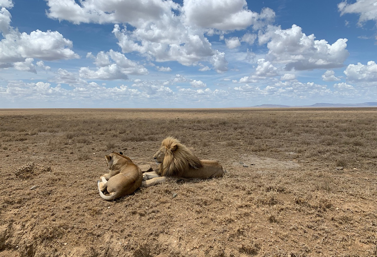 lions in serengeti tanzania