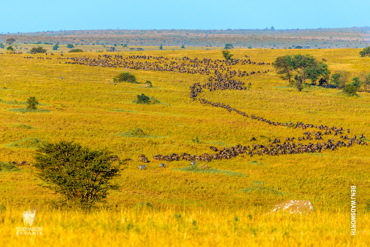 serengeti great wildebeest migration from above