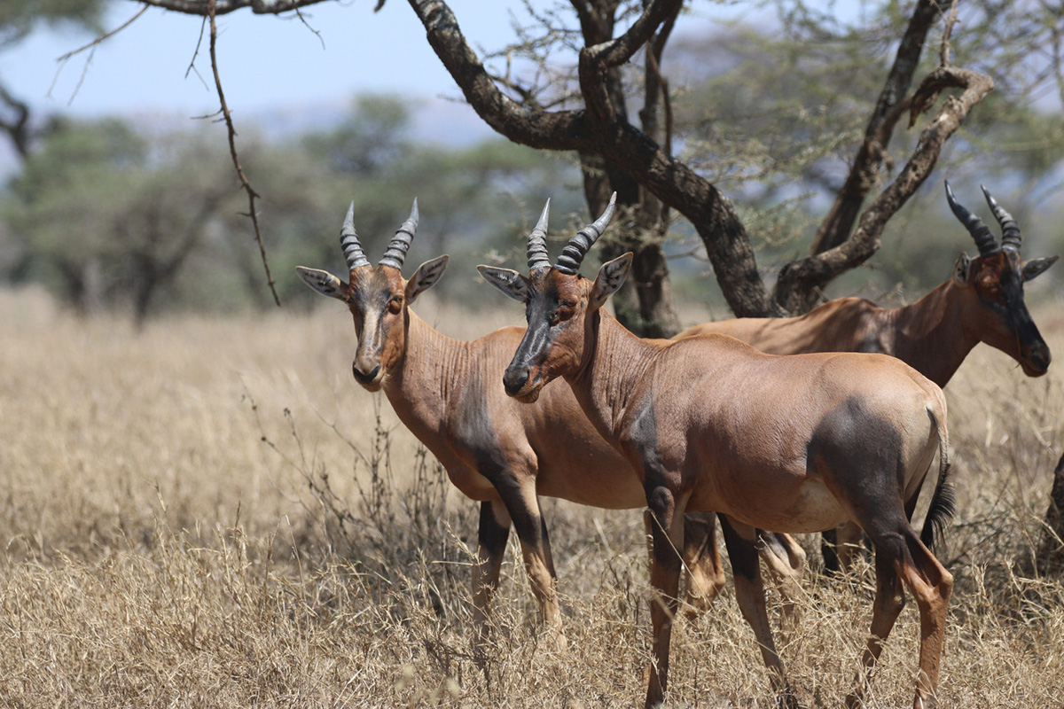 topi antelope in serengeti