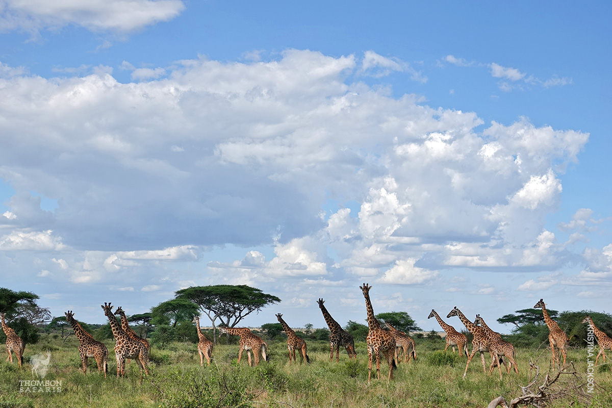giraffes in serengeti nature refuge