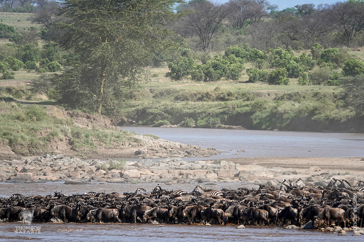 serengeti great migration