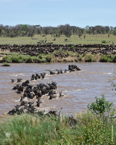 great migration river crossing