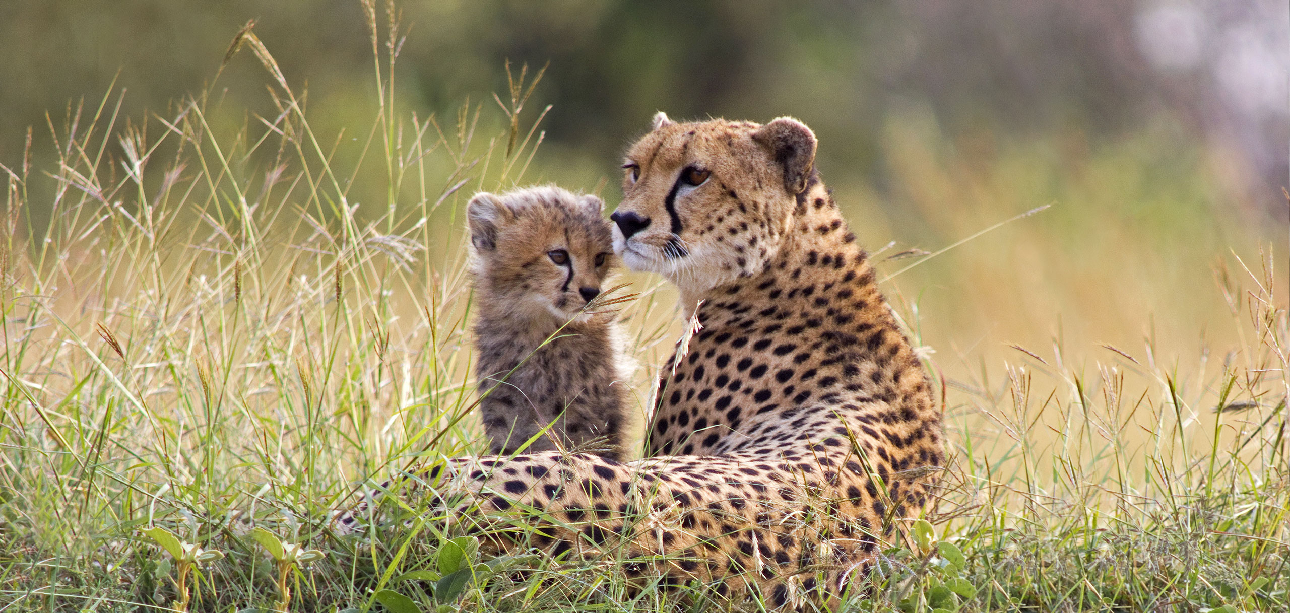 cheetah and cub in tanzania
