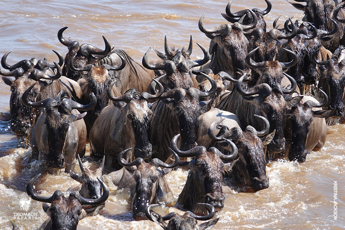 wildebeests in river