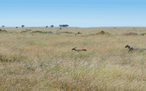 cheetah chase in serengeti