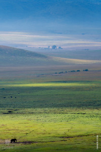 elephant in ngorongoro crater from above