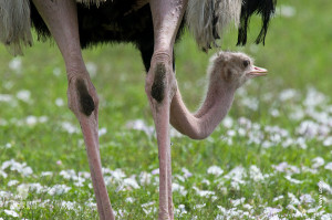 ostrich in ngorongoro crater