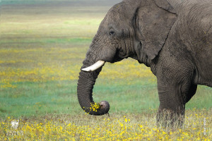 tusker elephant in ngorongoro crater