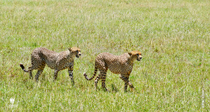 cheetah brothers on iowa state safari with thomson