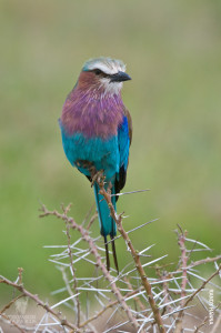 lilac breasted roller tanzania