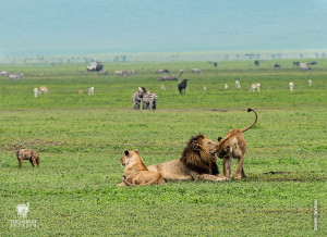 lions and other animals on floor of ngorongoro crater