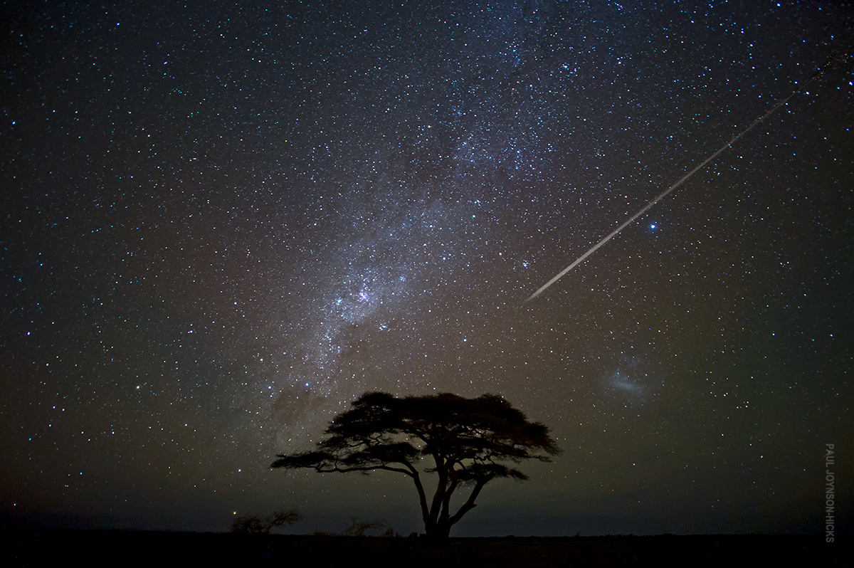 night sky over acacia tree in serengeti